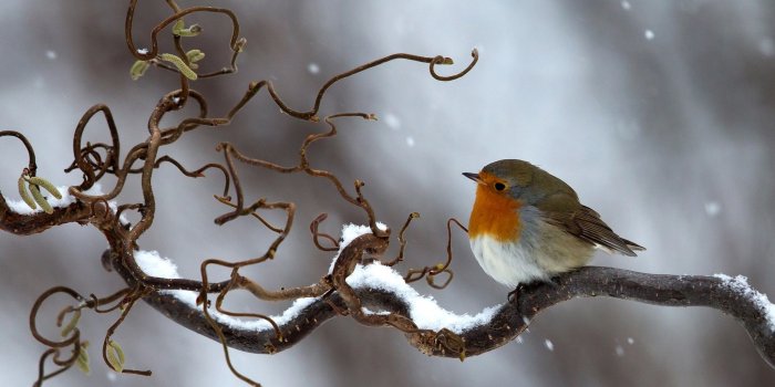 2048x1425 5096343 Snow, Branch, Winter, Bird, Robin, Animal, Wildlife