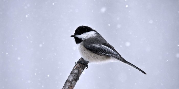 1920x1200 Download 1920x1200 Wallpaper Great Tit Winter Bird, Widescreen 16:10