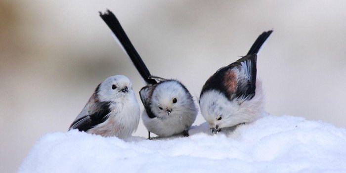 1440x900 Birds Wallpapers