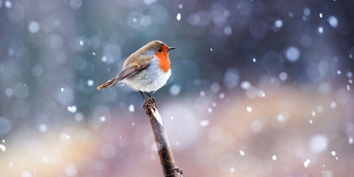 1600x954 Birds: Robin Snow Winter Bird Cool Wallpapers for HD 16:9 High