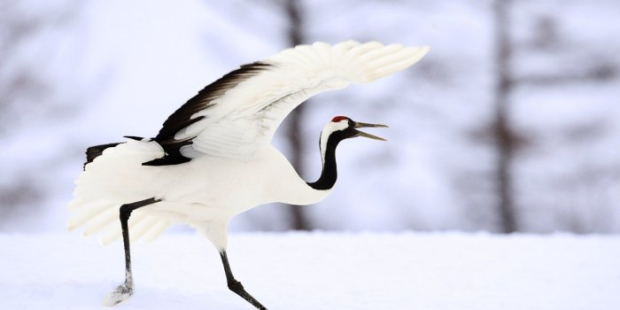 1920x1200 Winter Birds Desktop Wallpapers - THIS Wallpaper