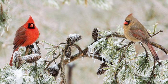 1600x1045 Cardinal bird in snow wallpapers Gallery