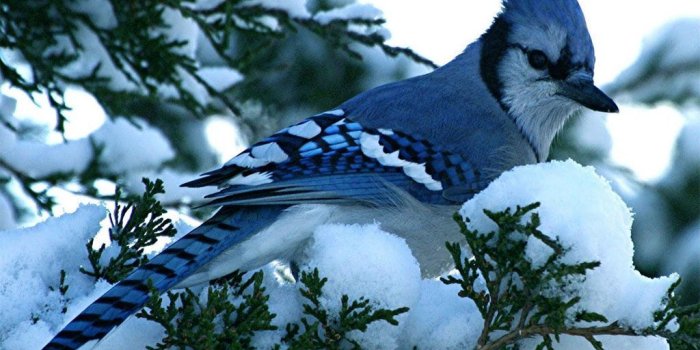 1024x768 Winter Bird Scenes | blue jay winter birds desktop wallpaper