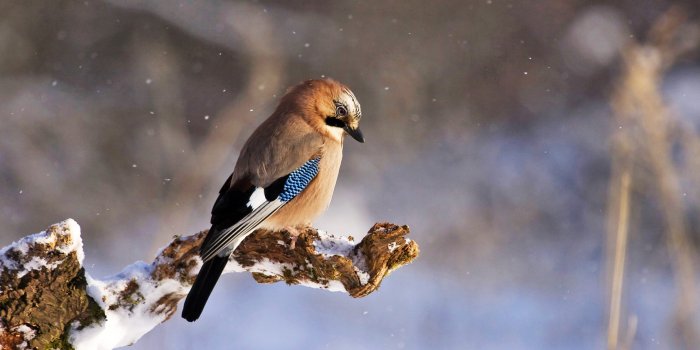 2560x1440 Winter Bird 2017 HD Wallpapers