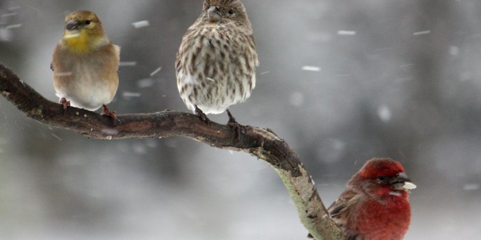 1230x900 40+] Free Desktop Wallpaper Winter Birds on WallpaperSafari