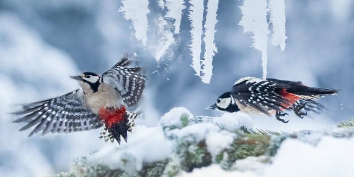 2048x1363 Wallpaper Birds: Time Cold Cute Winter Birds Images Hd Free Free HD
