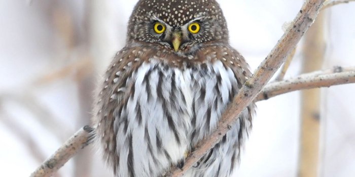 1280x1280 Download wallpaper 1280x1280 owl, branch, winter, bird ipad, ipad 2