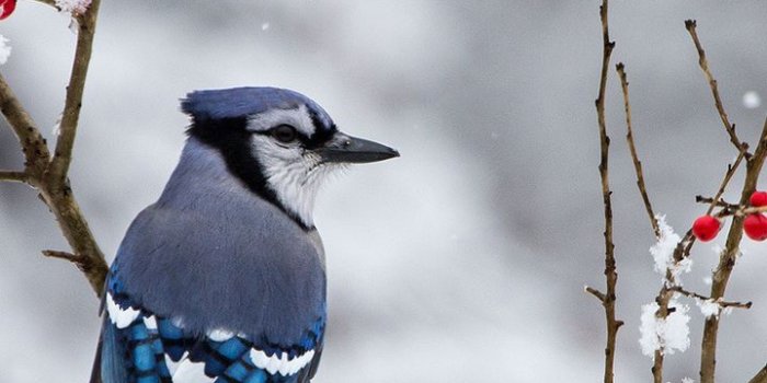720x1280 720x1280 jay, branches, snow, winter, bird, berries desktop