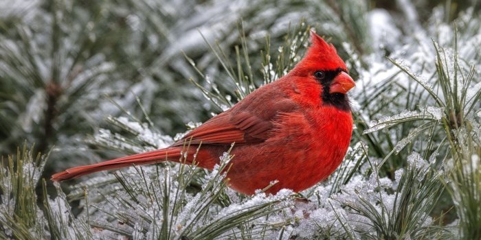 2048x1300 70+ Red Bird Wallpapers on WallpaperPlay