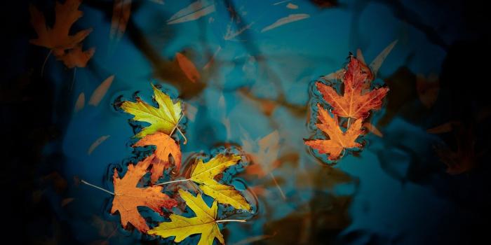 1920x1200 Wallpaper The maple leaf floating on the water 1920x1200 HD Picture