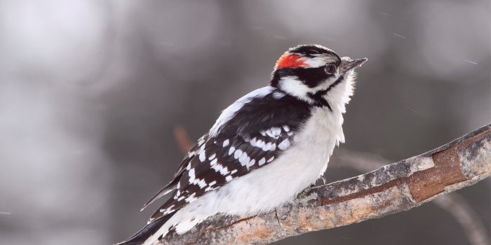 3993x2360 HD wallpaper: snow, winter, bird, white, plumage | Wallpaper Flare