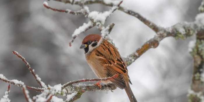 1332x850 Wallpaper winter, birds, branch, Sparrow images for desktop, section