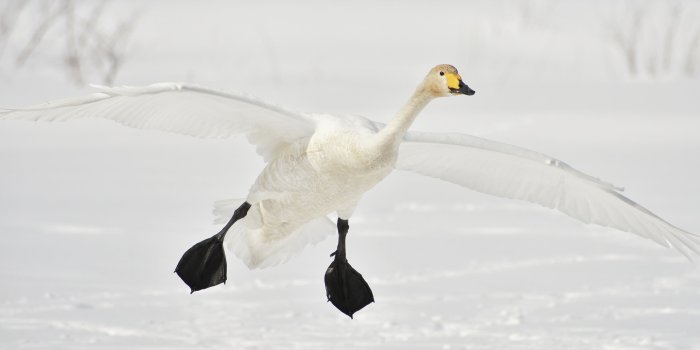 3840x2160 Wallpaper Geese Birds Winter Paws Snow Flight Animals 3840x2160