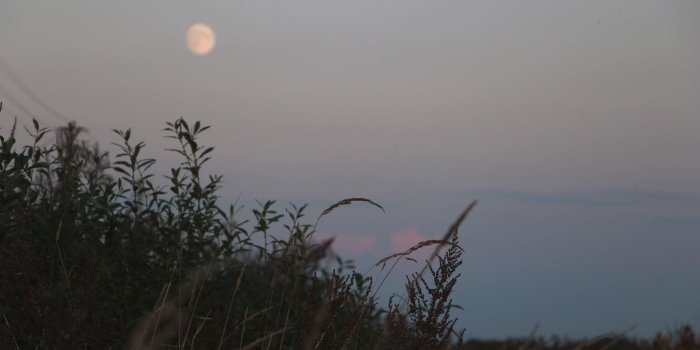 3840x2157 3049332 country, evening, moon, nature, night, reed, sky, supermoon