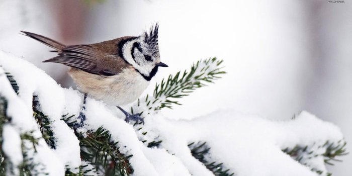 1920x1080 Winter: Branch Snow Winter Nature Snowy Bird Wallpaper Hd for HD 16
