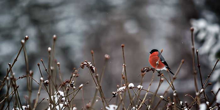 2048x1366 bird, Snow, Twigs, Bullfinch, Winter Wallpapers HD / Desktop and