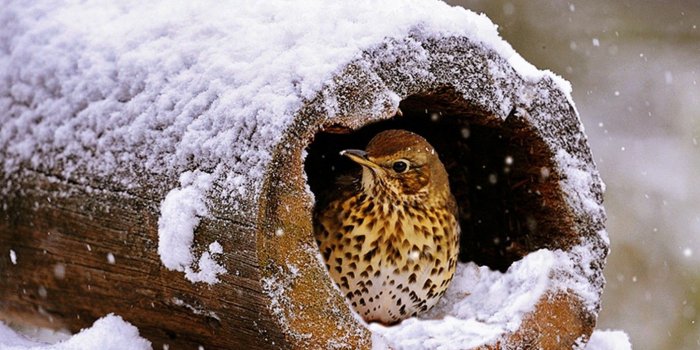1390x1046 Desktop Wallpaper Winter Birds