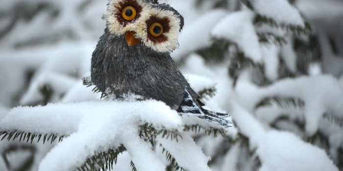 4928x3264 Cute Winter Animal Wallpapers - Top Free Cute Winter Animal