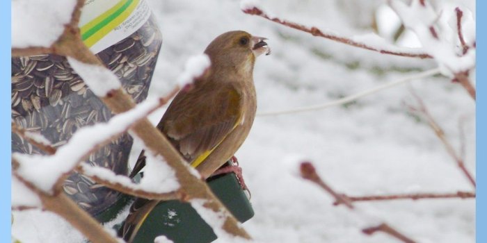 1024x825 Beautiful Birds in Winter Wallpapers