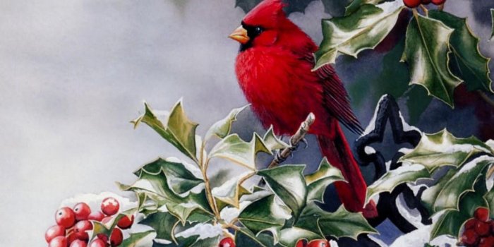 3840x2040 Hd Winter Bird Wallpaper - Birds Wallpapers and Backgrounds