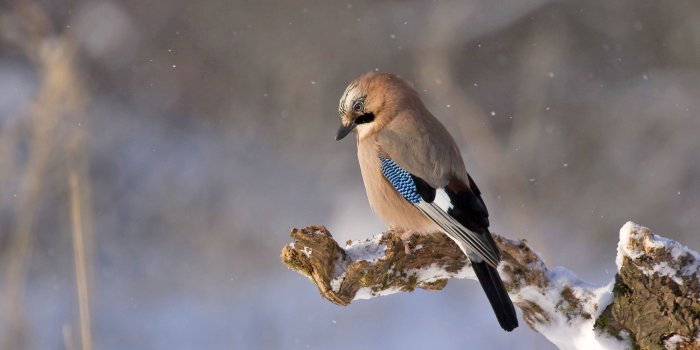 3840x2160 Wallpaper bird, winter, 4k, Animals - WallPaperBack.Net