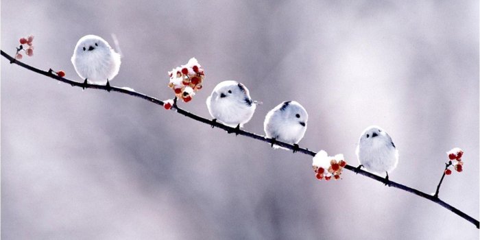 1440x900 Birds Wallpapers