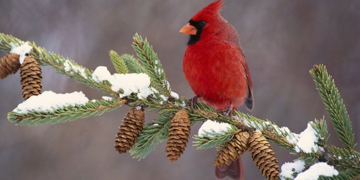 1920x1080 Free Desktop Wallpaper Winter Birds