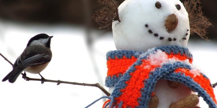 1680x1050 3311944 1680x1050 Tomtit, Bird, Snowman, Scarf, Snow, Winter