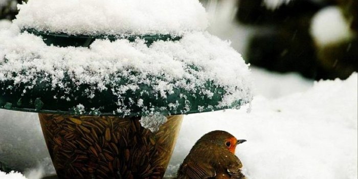 1600x1080 Winter: Food Shelter Refuge Snow Winter Bird Wallpaper 1920x1080 for