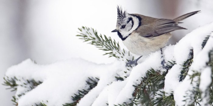 1920x1080 Snow Bird wallpaper | 1920x1080 | #75077