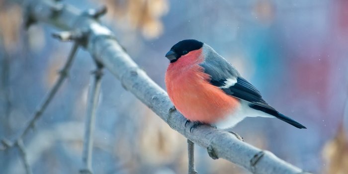 2880x1800 Bullfinch Winter 4K HD wallpaper | Desktop Wallpapers | Bullfinch