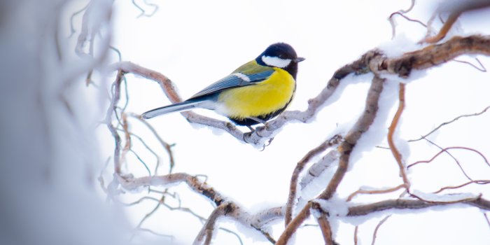 4000x6000 Tit Branch Snow Bird Yellow Sits Winter - Free Stock Photos, Images