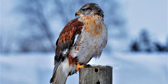 2560x1440 Ferruginous Hawk Winter Bird HD Wallpapers
