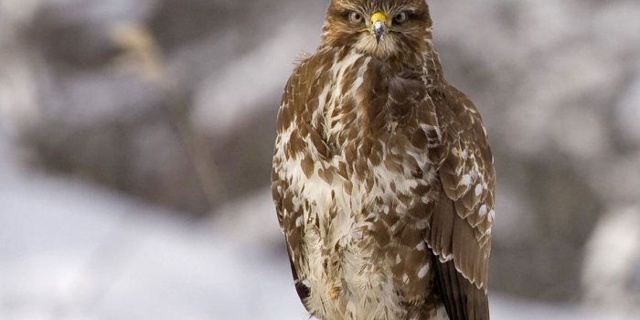 1155x1600 Nature Snow Winter Bird Tree Wallpaper - Wa11papers.com | Best High