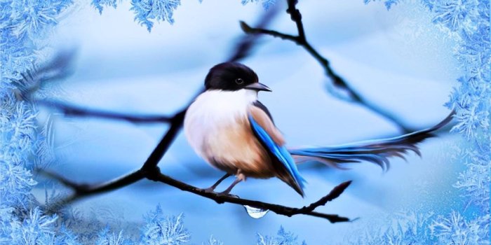 1280x800 Winter Birds Live Wallpaper for Android - APK Download