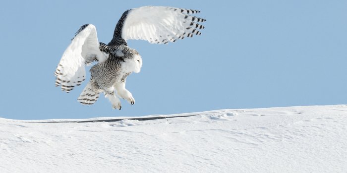 2048x1152 Your Guide to Enjoying Winter Birds – Cool Green Science