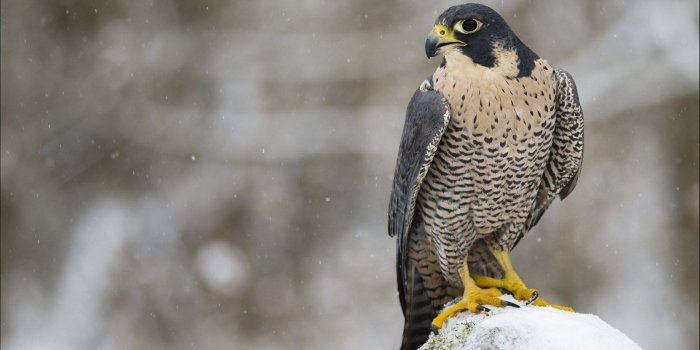 1680x1050 Falcon Bird Predator Look Winter Snow wallpaper | 1680x1050 | #12889