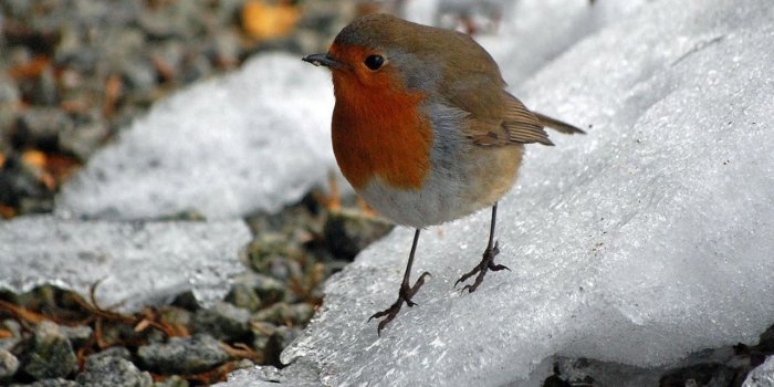 1280x960 Animals: Winter bird, desktop wallpaper nr. 59181 by katrin