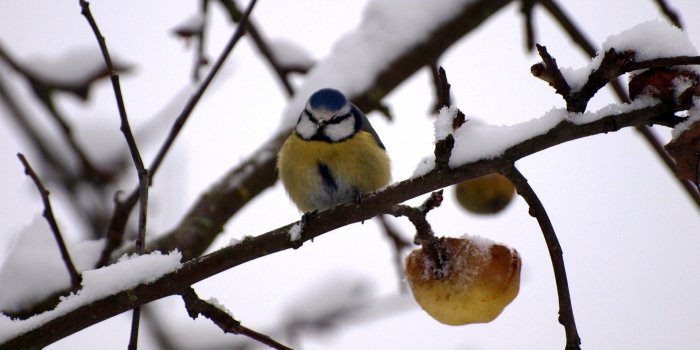 1920x1080 Winter Bird widescreen wallpaper