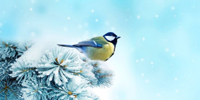 1600x1000 Best 42+ Snow Bird Wallpaper on HipWallpaper | Snow Wallpaper, Snow
