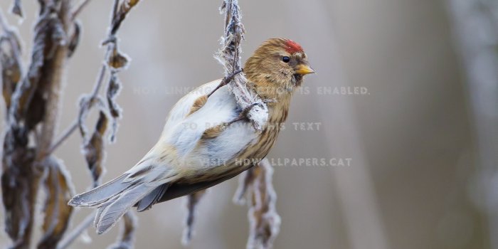 1920x1080 winter bird little frost branches animals