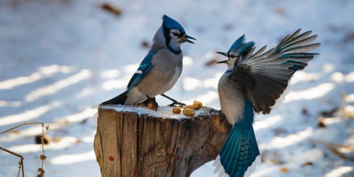 1366x768 Cute Winter Animal Wallpapers - Top Free Cute Winter Animal