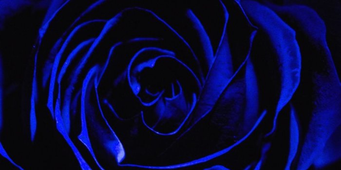 938x1668 Download wallpaper 938x1668 rose, blue rose, petals, dark, bud