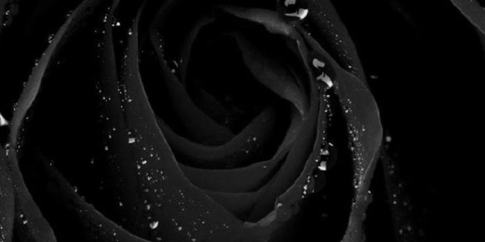 736x1308 dongetrabi: Black Rose Iphone Wallpaper Images