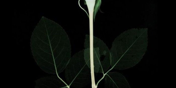 1125x2436 iPhonepapers.com | iPhone 8 wallpaper | at74-flower-xray-simple