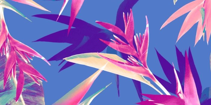 1080x1920 VS PINK NATION wallpaper | VS Pink Wallpaper | Pink wallpaper iphone