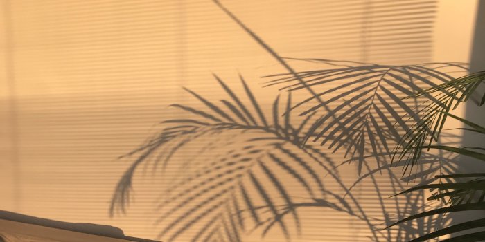 3024x4032 Aesthetic golden hour yellow chill #photography#goldenhour | S