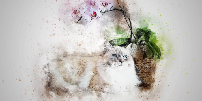 3000x2333 3066317 abstract, art, artistic, cat, design, emotion, flourish, pet
