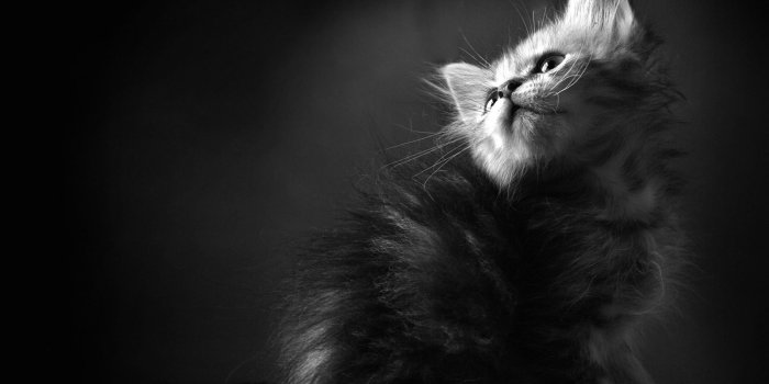 1920x1080 Black and White Cat Wallpapers (70+ background pictures)