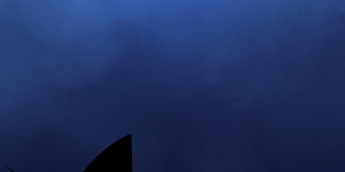 800x1280 Stalker Cat Wallpaper for Android - APK Download